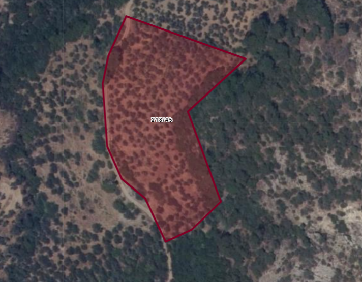 Nusratlı Köyünde Deniz ve Doğa Manzarlı Zeytinlik